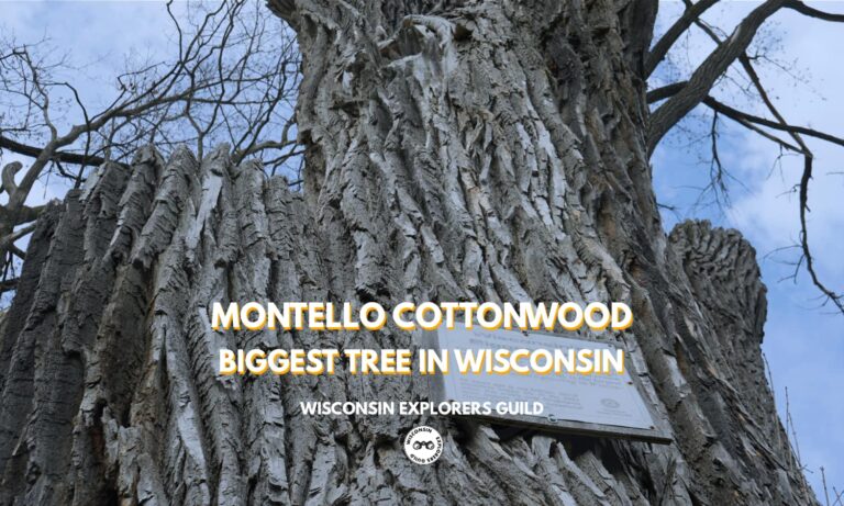 Read more about the article Montello Cottonwood: The Biggest Tree in Wisconsin in Montello, Wisconsin