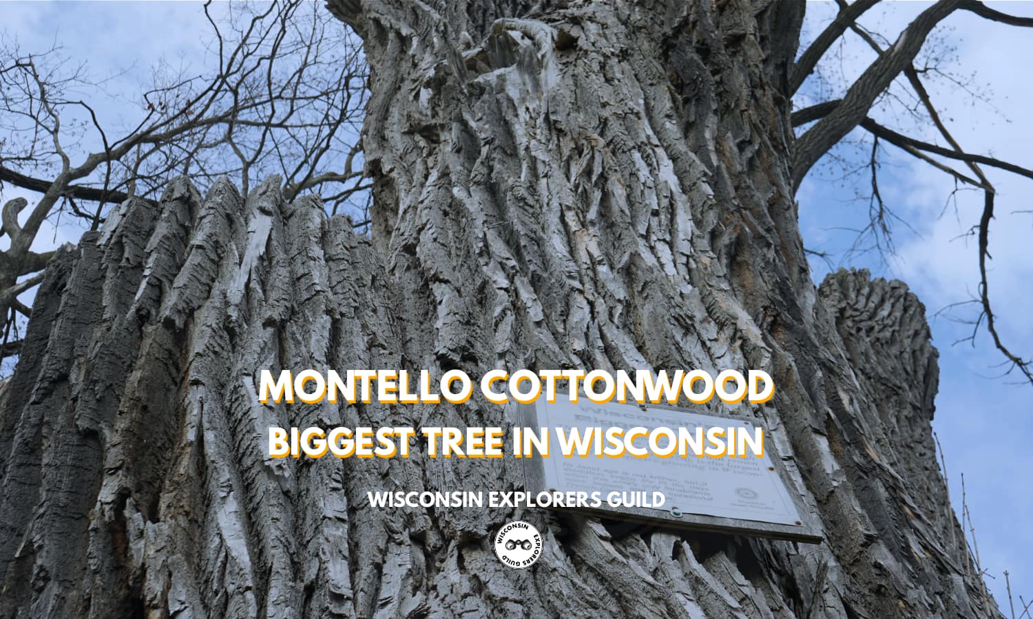 Read more about the article Montello Cottonwood: The Biggest Tree in Wisconsin in Montello, Wisconsin