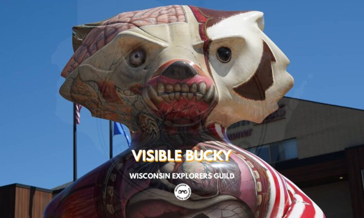 Visible Bucky in Madison, Wisconsin